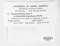 Puccinia menthae image